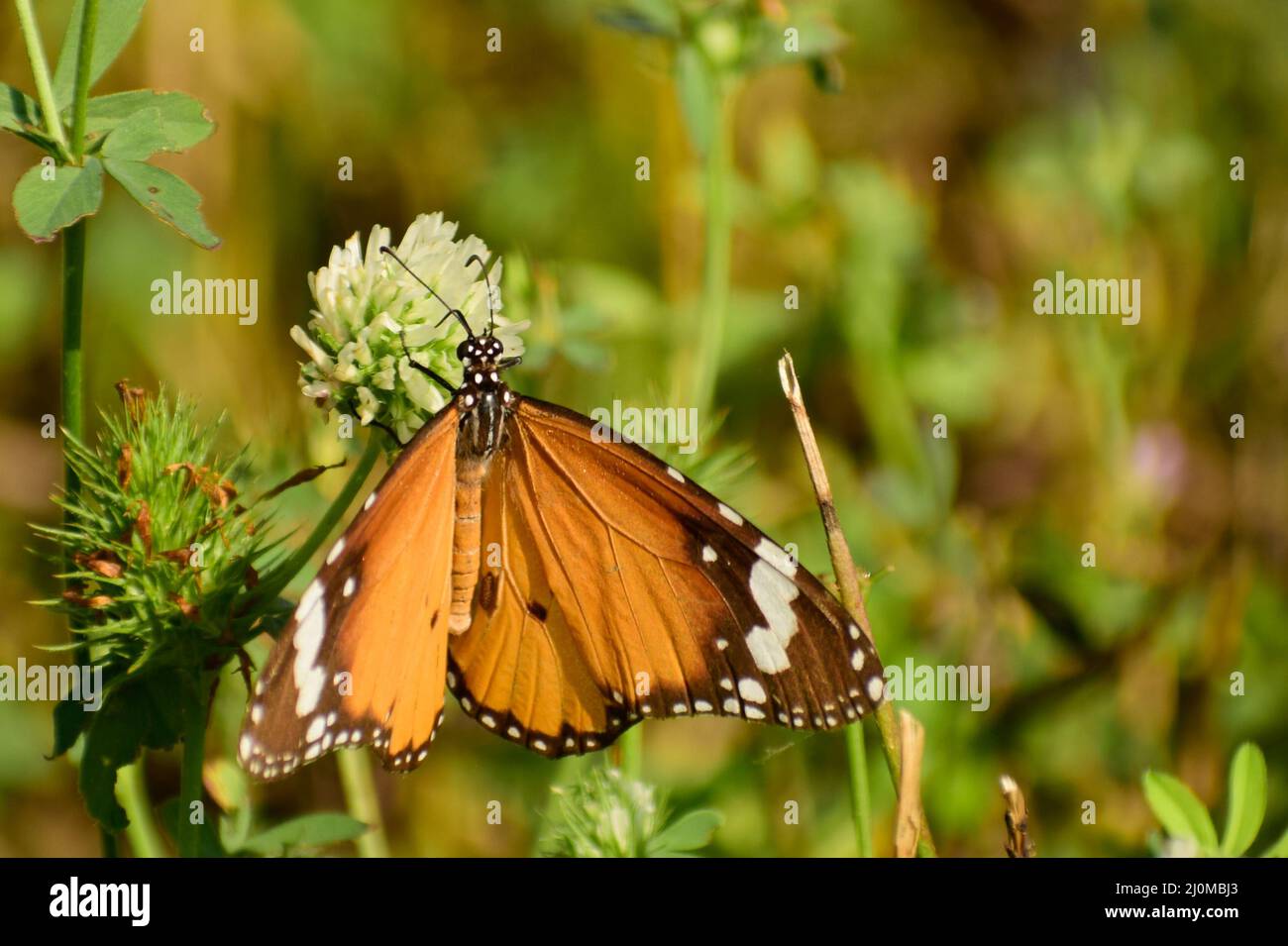 Nahaufnahme des schlichten Tigers (danaus chrysippus). Stockfoto