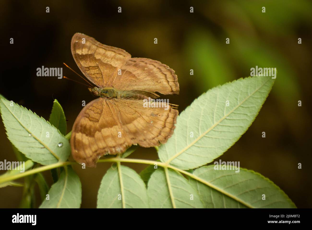 Schöne Schmetterling sitzt auf grünem Blatt. Schokolade Stiefmütterchen ( Junonia iphita ) Stockfoto