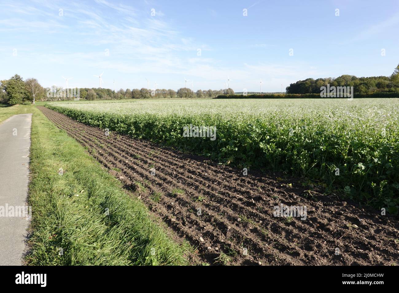 Feld mit Ölradish (Raphanus sativus var. oleiformis) Stockfoto