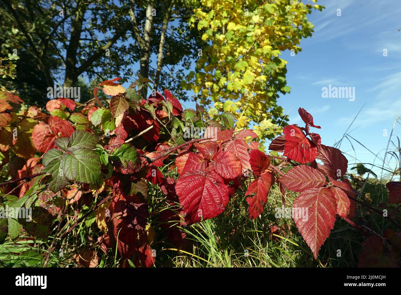 BlackBerry (rubus sp.) - Herbstblätter Stockfoto