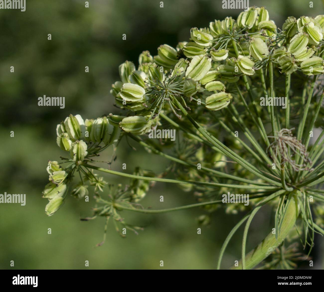 Saatköpfe und Blütendolden von Rindspasnip (Heracleum Maximum) aus nächster Nähe. Details. Stockfoto