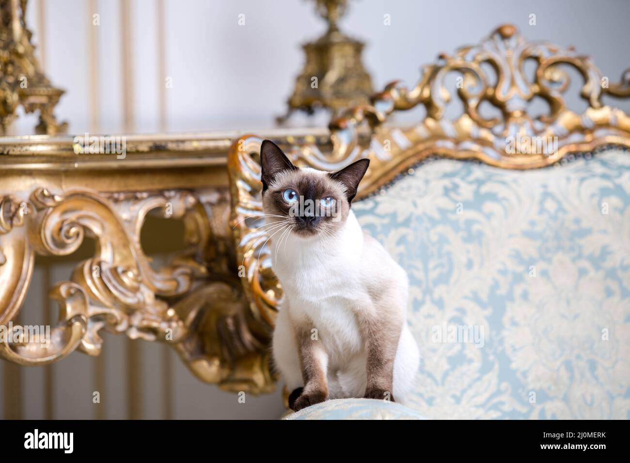 Schöne seltene Rasse der Katze Mekongsky Bobtail weibliche Haustier Katze Ohne Schwanz sitzt Interieur der europäischen Architektur auf Retro-Vintag Stockfoto
