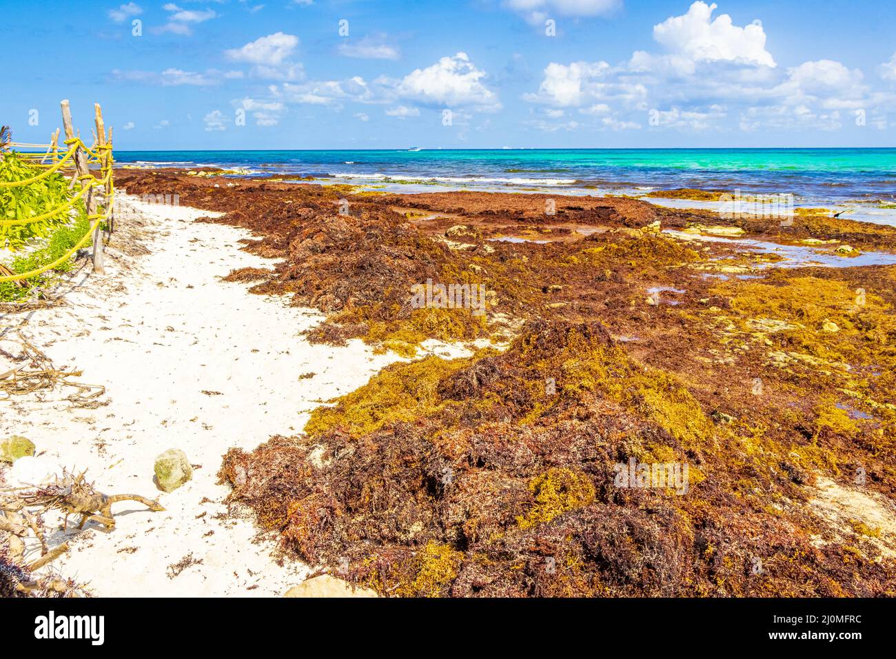 Sehr ekelhafter Sargazo-Strand mit roten Algen Playa del Carmen, Mexiko. Stockfoto