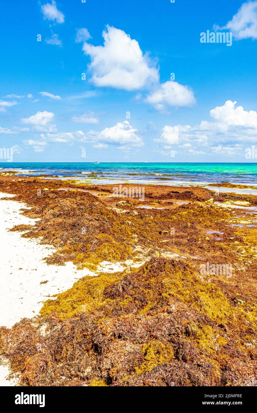 Sehr ekelhafter Sargazo-Strand mit roten Algen Playa del Carmen, Mexiko. Stockfoto