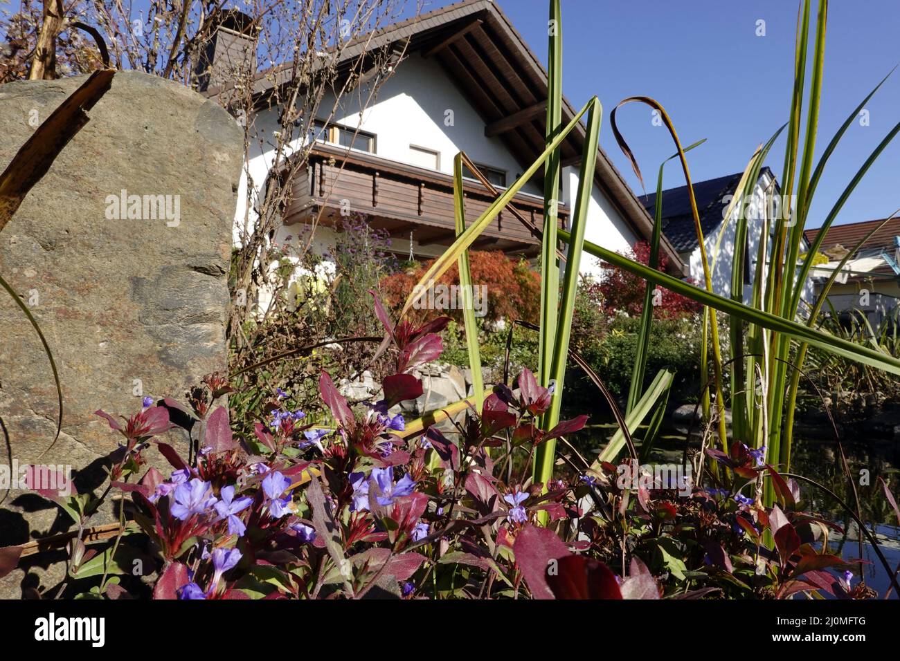 Winterharte Bleiwürze - Ceratostigma plumbaginoides Stockfoto