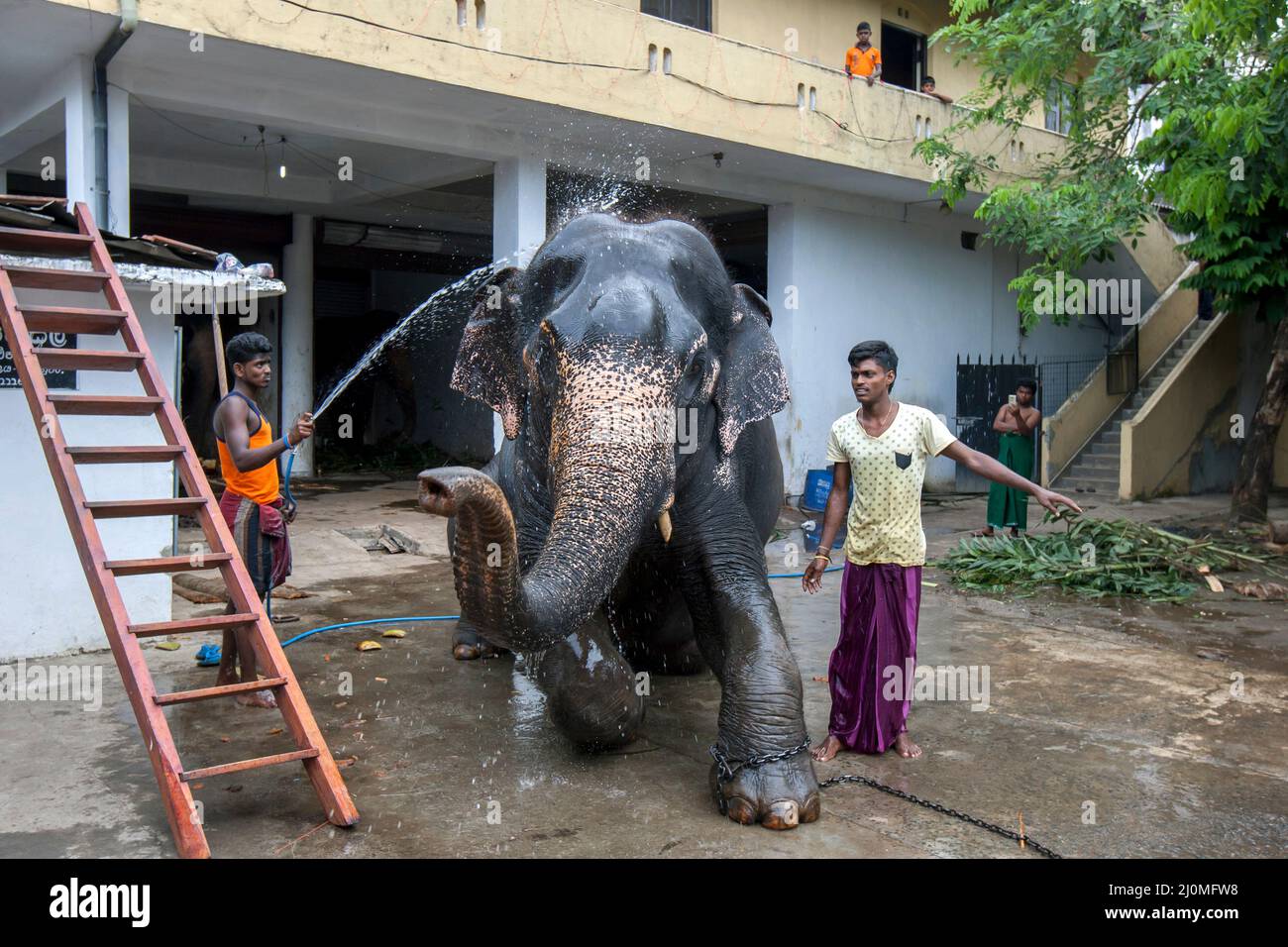 Ein zeremonieller Elefant wird von Mahouts im Kataragama Tempel in Kandy in Sri Lanka gewaschen. Es wird in der buddhistischen Esala Perahera Parade. Stockfoto