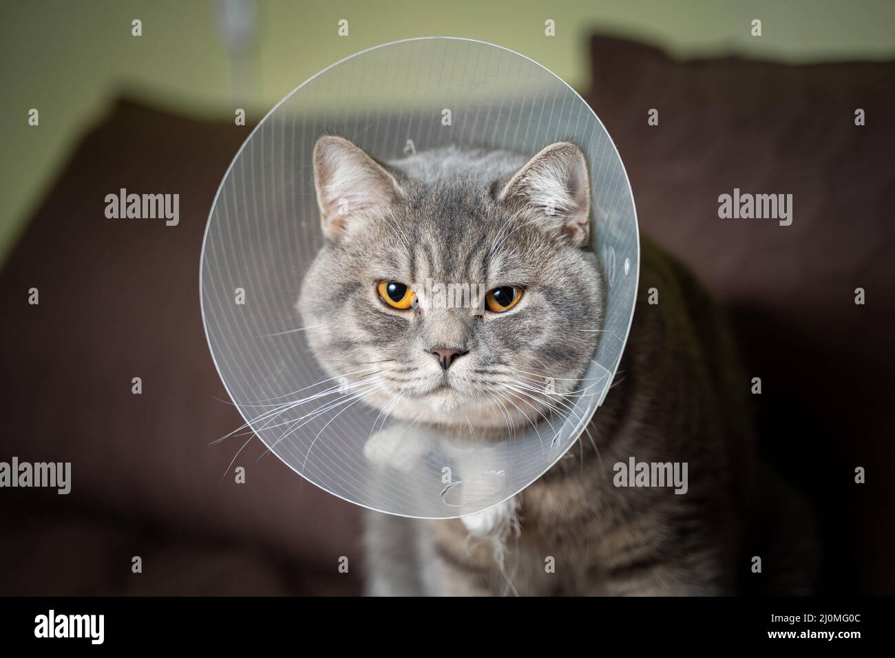 Heimische graue Britische Kurzhaarkatze mit orangen Augen in einem schützenden Kragen zu Hause auf der Couch nach der Operation. Das Thema ist med Stockfoto