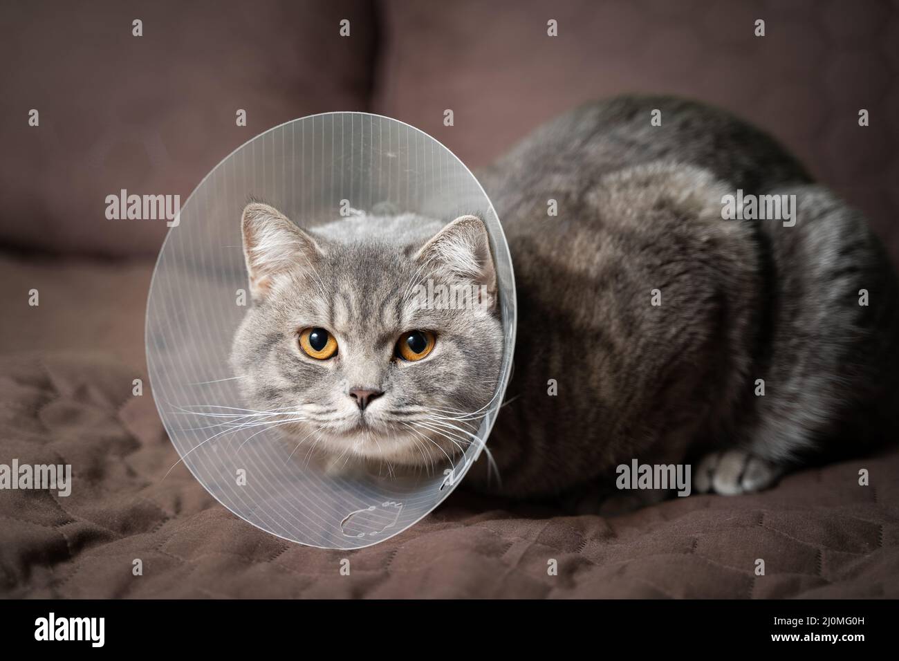 Sick grau Scottish gerade Rasse Katze trägt Haustier medizinischen Kragen Kegel Elizabethan Kragen zu vermeiden lecken im Haus. Britische Katze Stockfoto