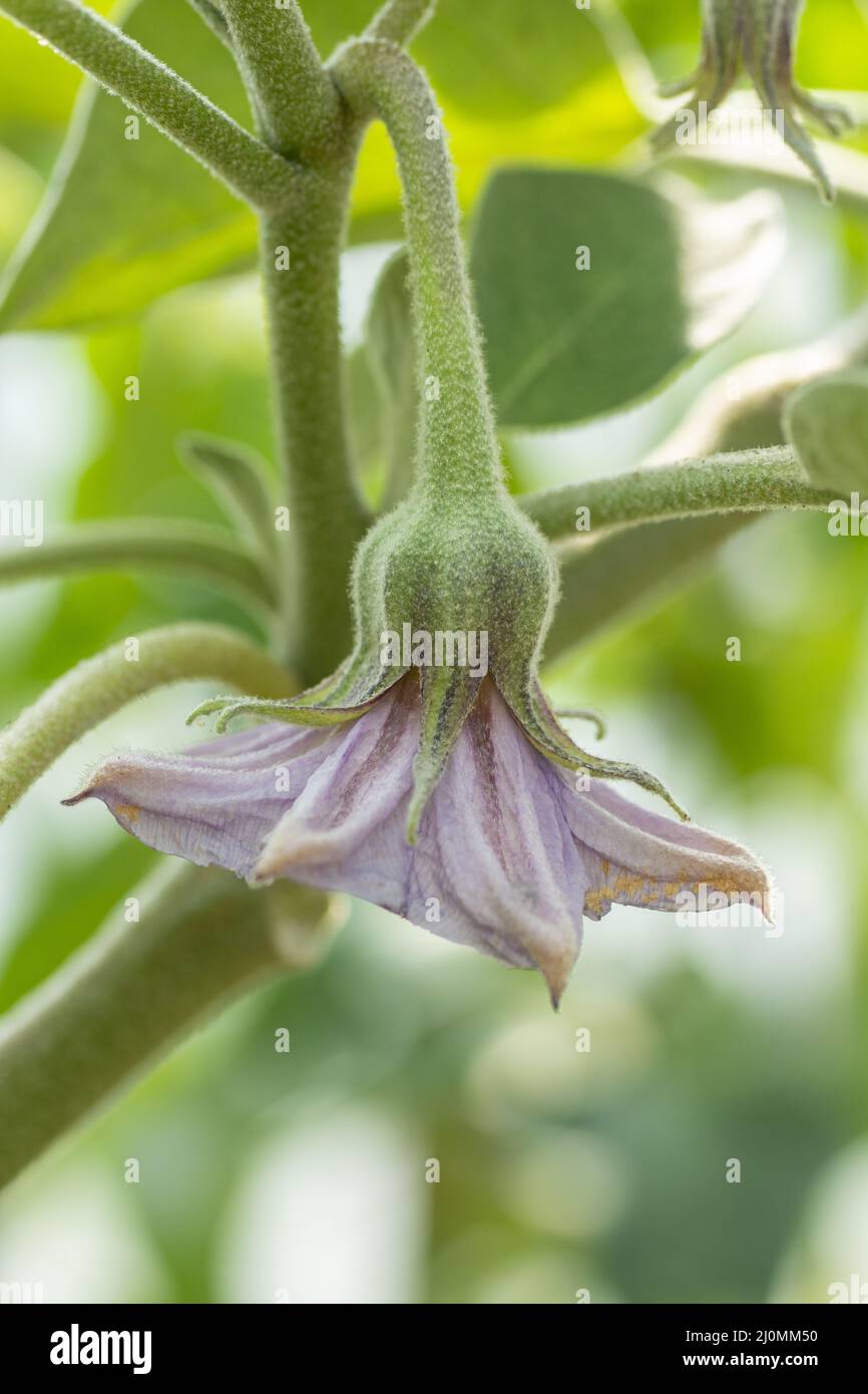 Blühende Bio Aubergine , auch bekannt als Aubergine oder Brinjal (Solanum melongena) im Gewächshaus. Nahaufnahme. Details. Stockfoto