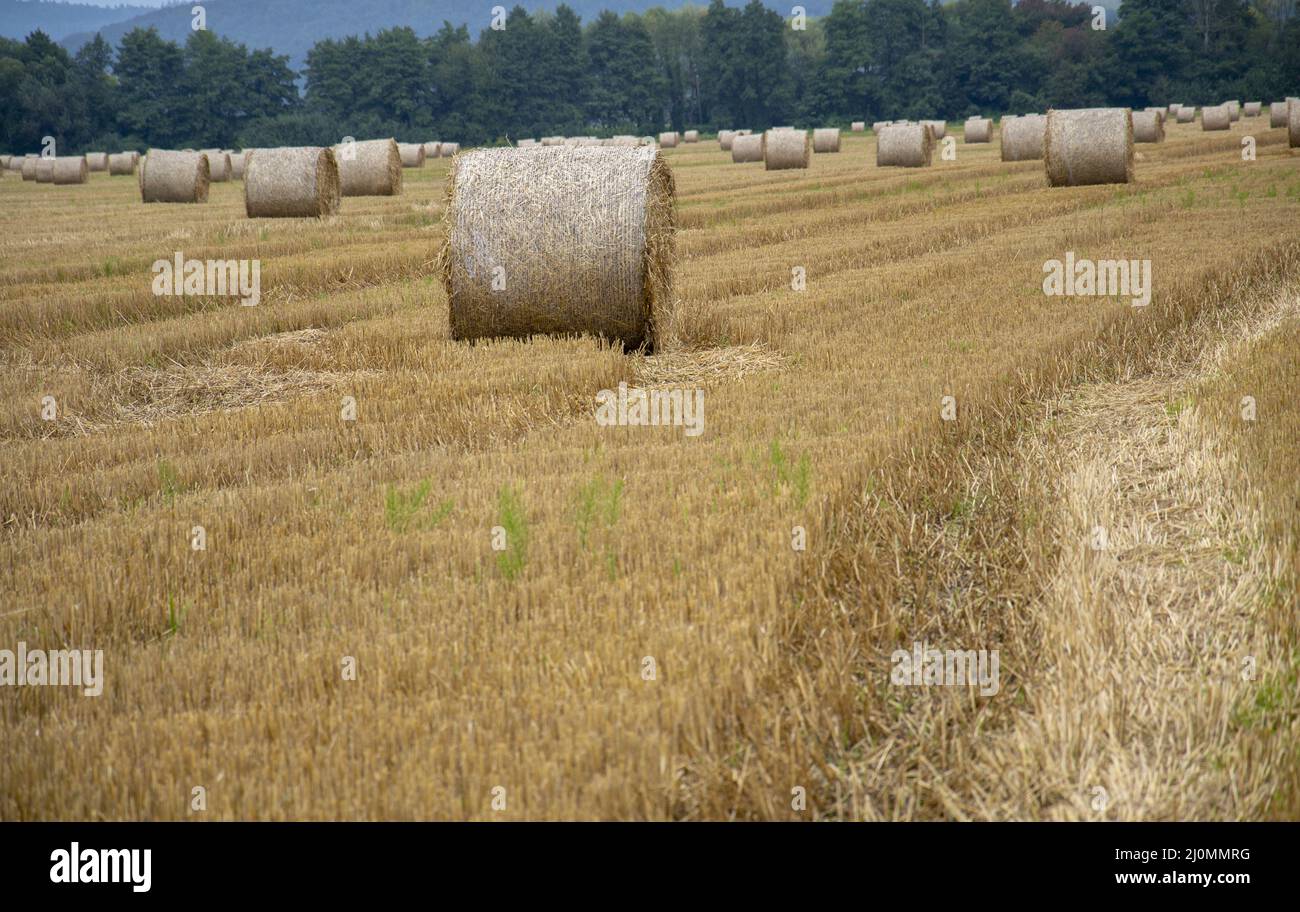 Runde Strohballen auf dem landwirtschaftlichen Feld nach der Getreideernte im Sommer. Stockfoto