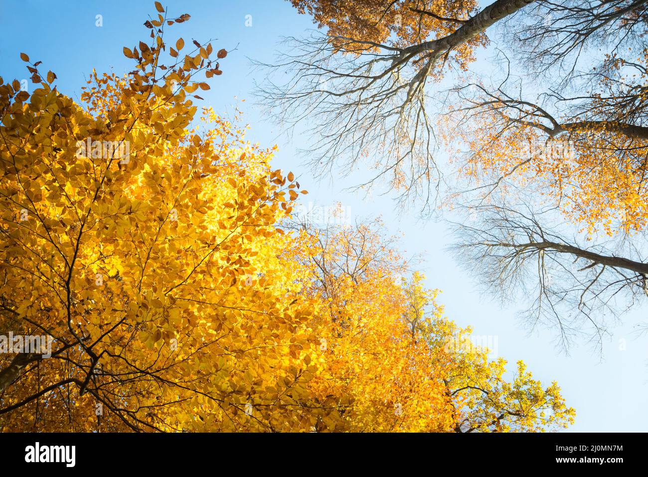 Bunte, bunte Herbstblätter, die auf einer Eiche im Herbstpark schwungvoll sind. Herbsthintergrund. Schöne Naturszene Stockfoto