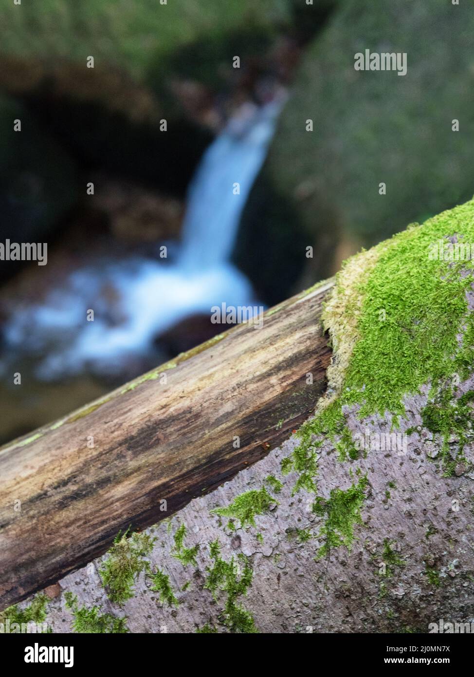 Malerische Landschaft zu wilden schönen Flora auf kleinen Fluss in Wäldern am Berghang. Moosig gefallener Baumstamm und Felsbrocken mit Moos Stockfoto