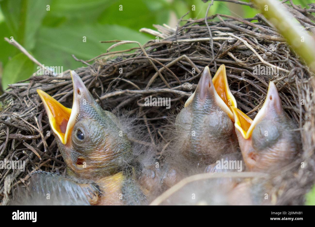 Vogelnest mit jungen Jungbrüten. Eurasische Amsel-Küken. Nahaufnahme. Details. Stockfoto