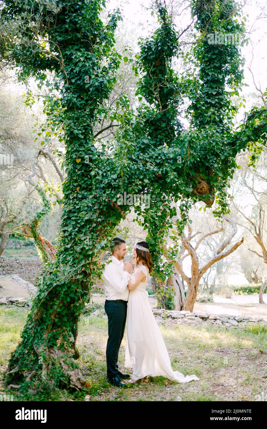 Braut und Bräutigam umarmen sich zwischen malerischen Bäumen Mit Efeu im Olivenhain Stockfoto