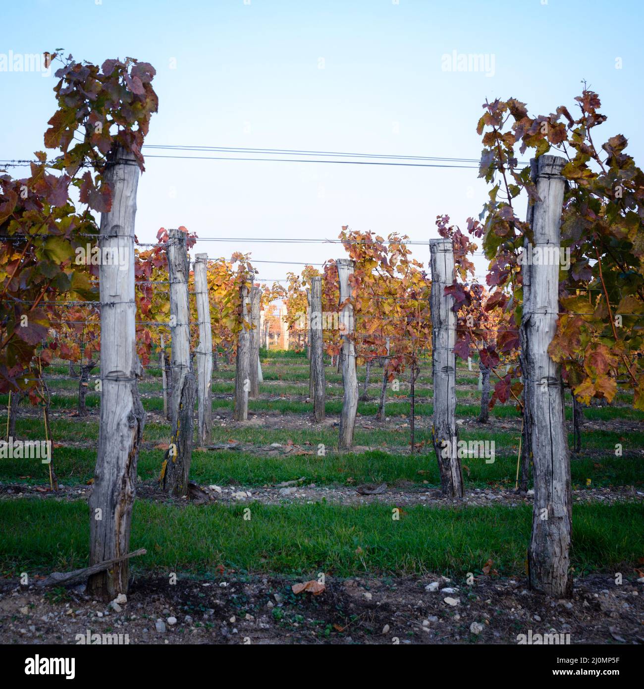 Ländliche Landwirtschaft, Weinberglandschaft mit Pflanzen und Bäumen Stockfoto