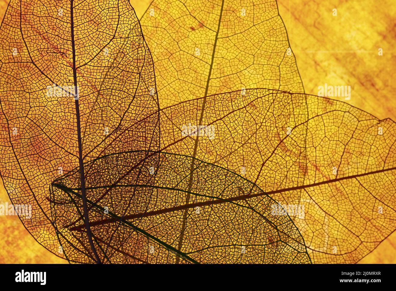 Vorderansicht orange transparente Blätter Stockfoto