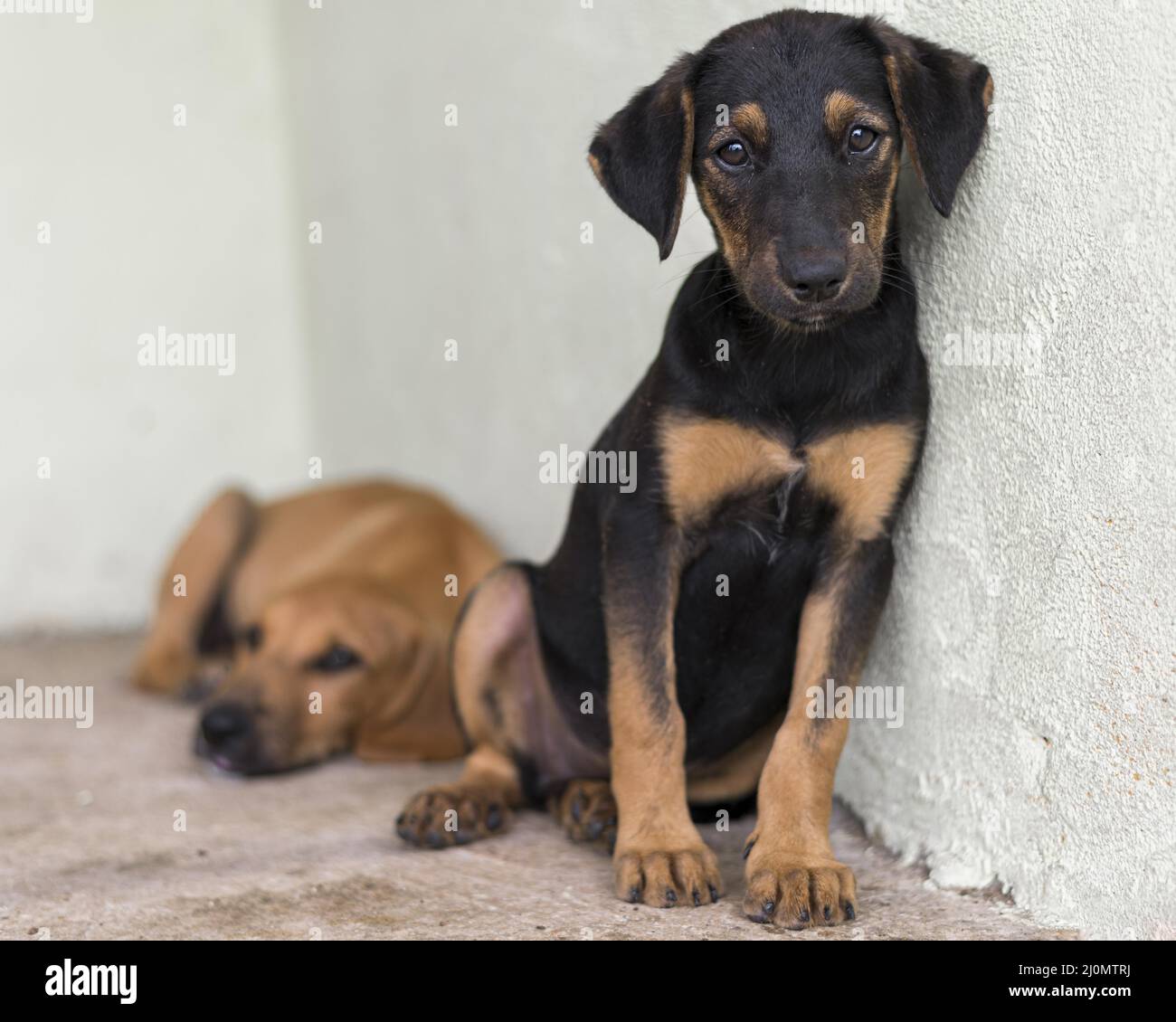 Niedliche Rettungshunde Schutz wartet angenommen Stockfoto