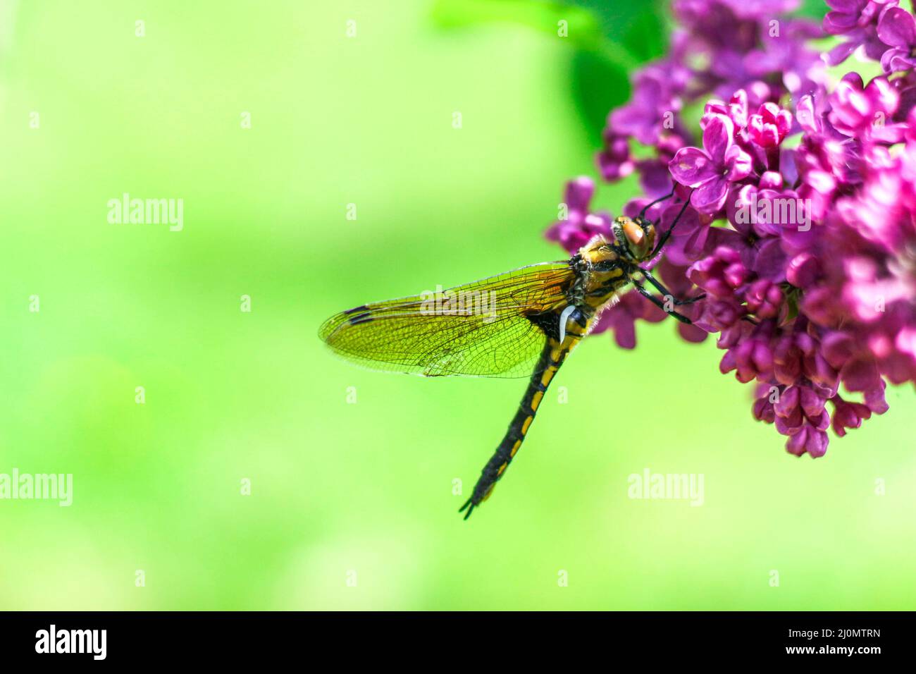 Große gelbe Libelle sitzt aus der Nähe auf einem Fliederzweig. Zweig des lila Flieders mit einer Libelle darauf Stockfoto