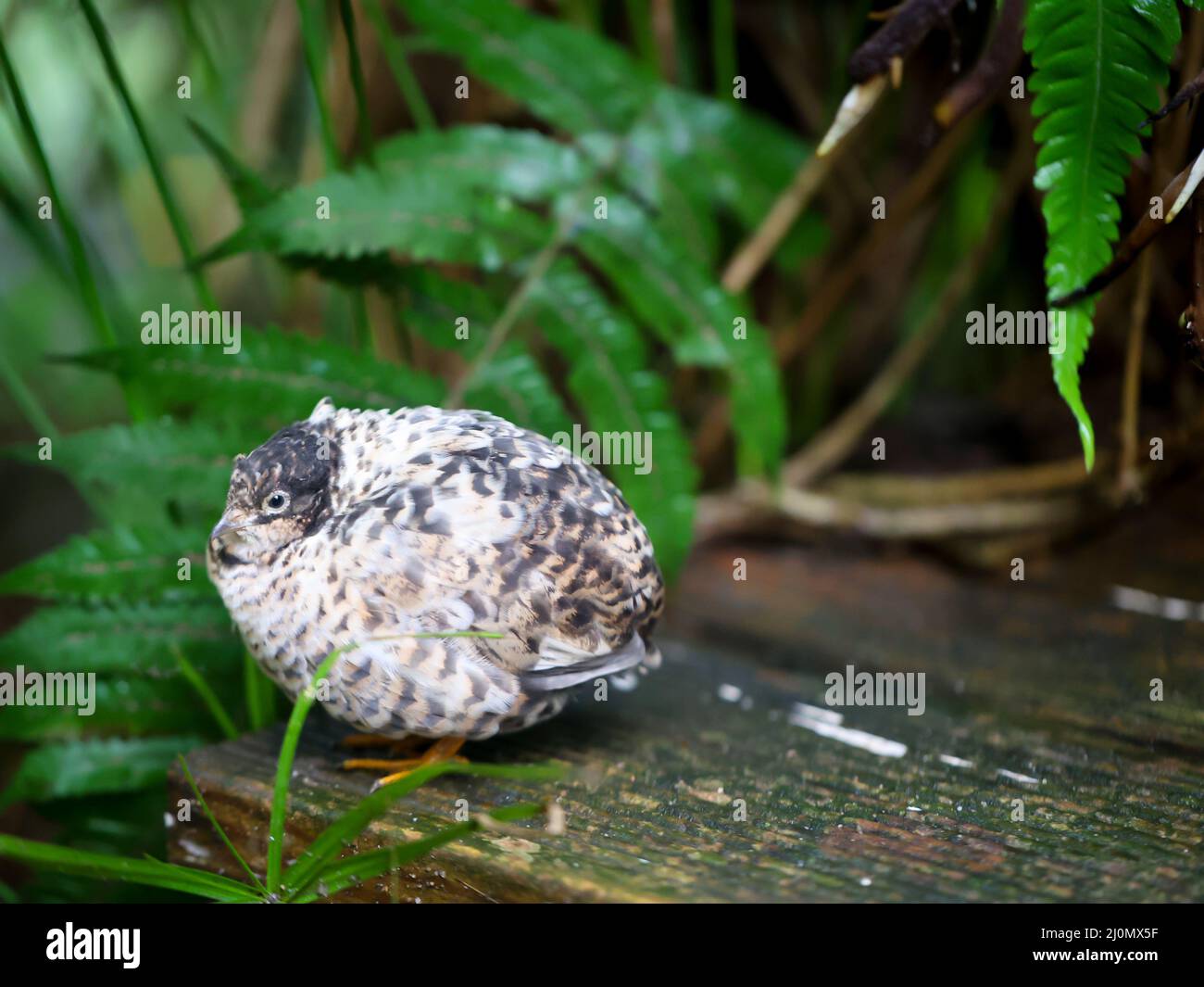 Nahaufnahme eines Zwergquagels, einer Art der Fasane (Phasianidae) Stockfoto