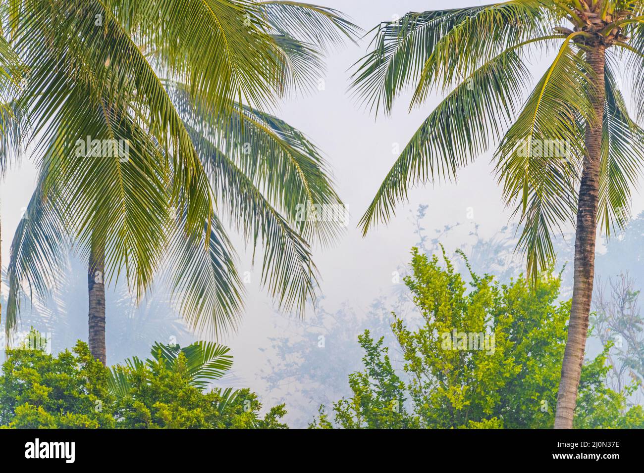 Palmen mit trüber, neblig rauchiger Kulisse Koh Samui Thailand. Stockfoto