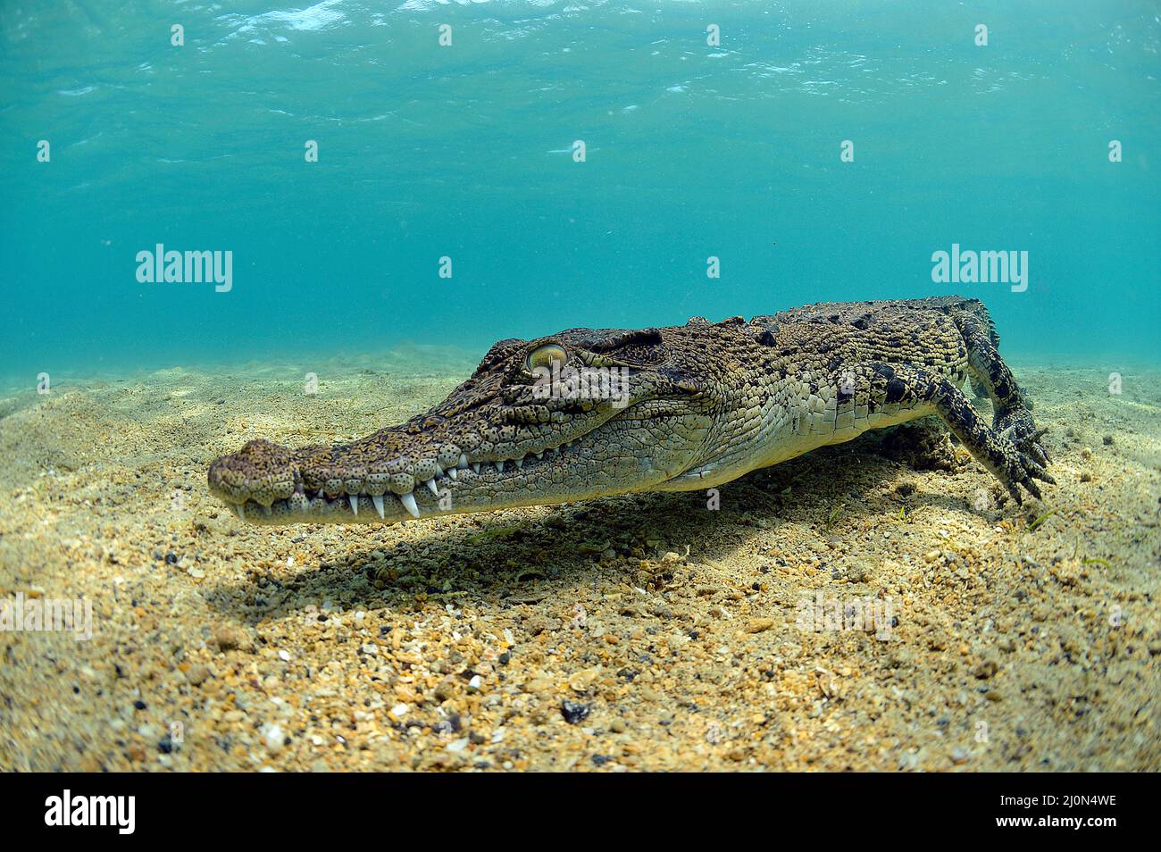 Salzwasserkrokodil (Crocodylus porosus), Kimbe Bay, West New Britain, Papua-Neuguinea | Salzwasser Krokodil (Crocodylus porosus), dem größten aller Livin Stockfoto