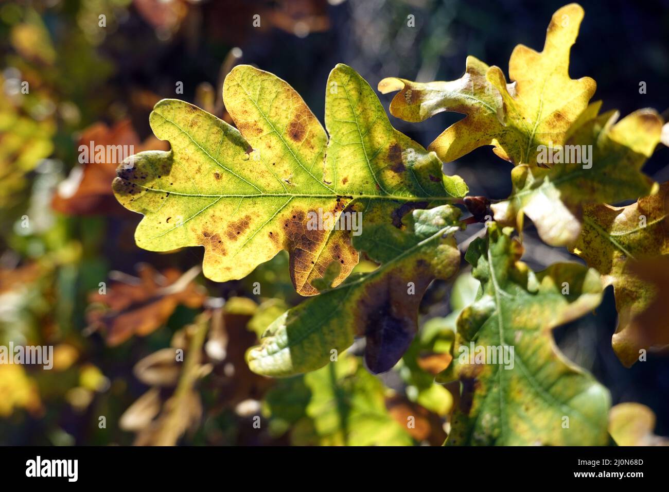 Herbstfarbene Eichenblätter (Quercus sp.) Stockfoto