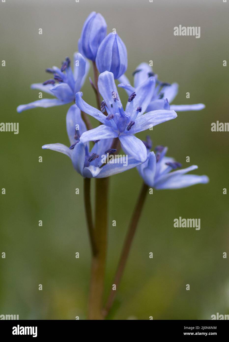 Zweiblättriger Tintenbaum (Scilla bifolia). Blaue Frühlingsblume. Nahaufnahme. Makro. Selektiver Fokus. Bokeh. Stockfoto