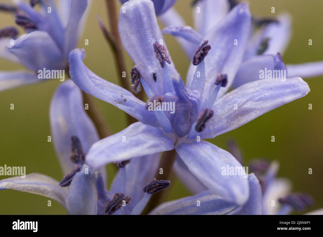 Zweiblättriger Tintenbaum (Scilla bifolia). Blaue Frühlingsblume. Nahaufnahme. Makro. Selektiver Fokus. Bokeh. Stockfoto