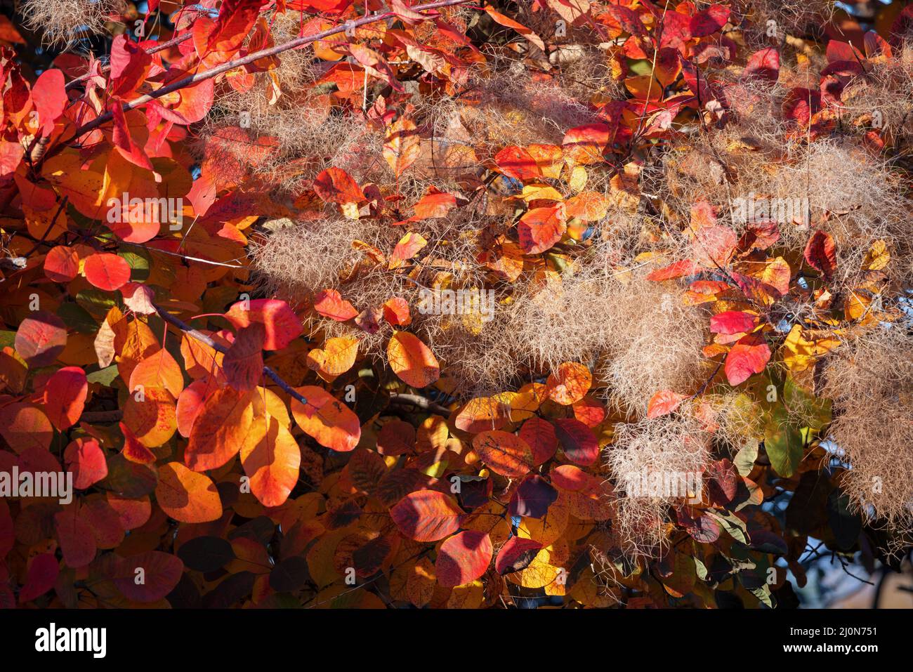 Europäischer Smoketree (Cotinus coggygria Scop) bei Herbstsonne in East Grinstead Stockfoto