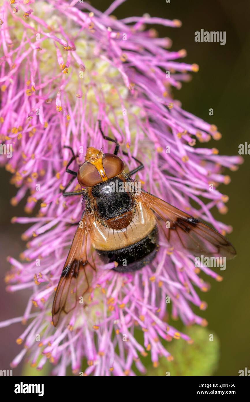 Volucella pellucens die Pelluzidenfliege oder große Pied-Hoverfly auf einer Blüte der Sanguisorba „Scapino“ Stockfoto