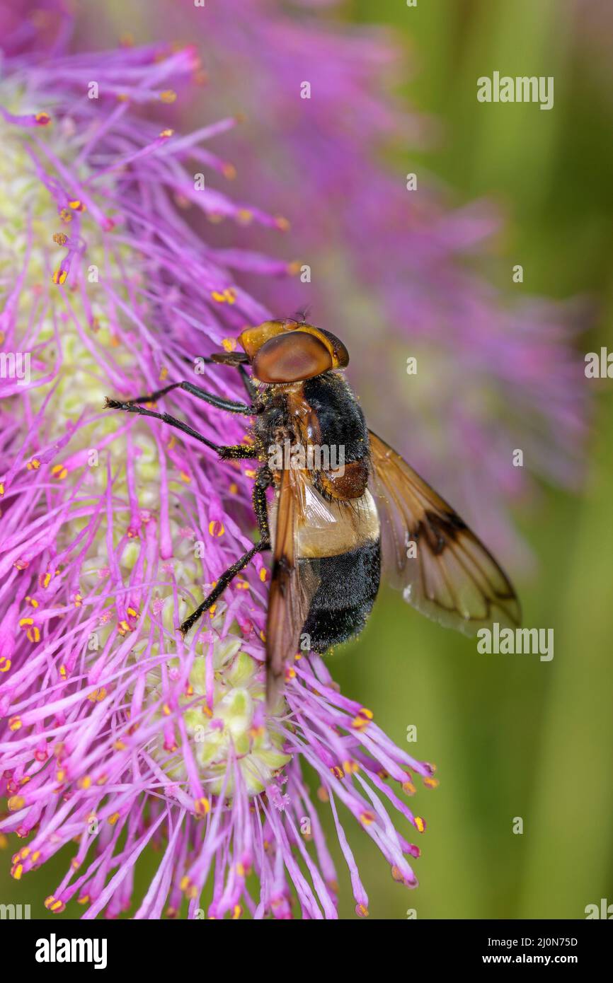 Volucella pellucens die Pelluzidenfliege oder große Pied-Hoverfly auf einer Blüte der Sanguisorba „Scapino“ Stockfoto