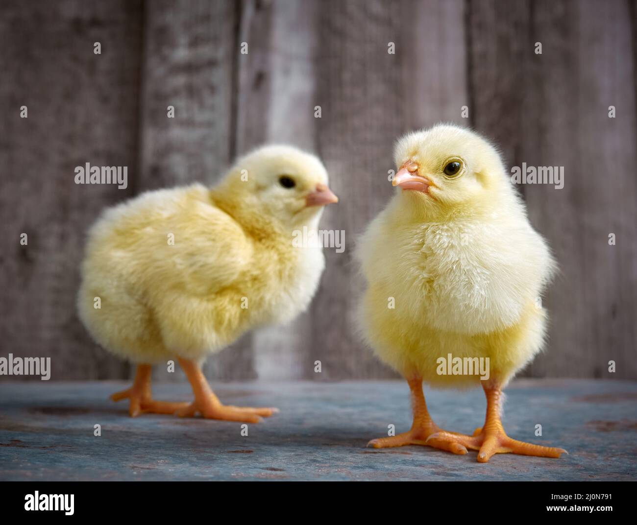 Kleine gelbe niedliche Baby-Küken. Stockfoto