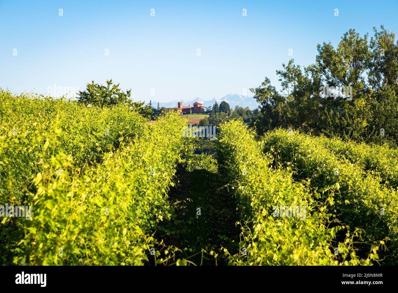 Piemont Hügel in Italien mit landschaftlich reizvoller Landschaft, Weinbergfeld und blauem Himmel Stockfoto