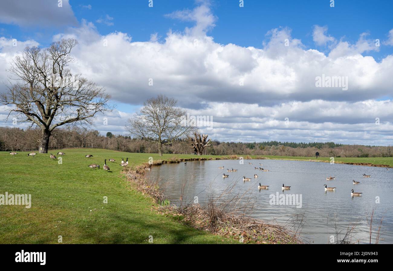 Blick auf den Coworth Park und den See, ein Landhotel in einer Parklandschaft in der Nähe von Ascot, Bergshire, England, Großbritannien Stockfoto