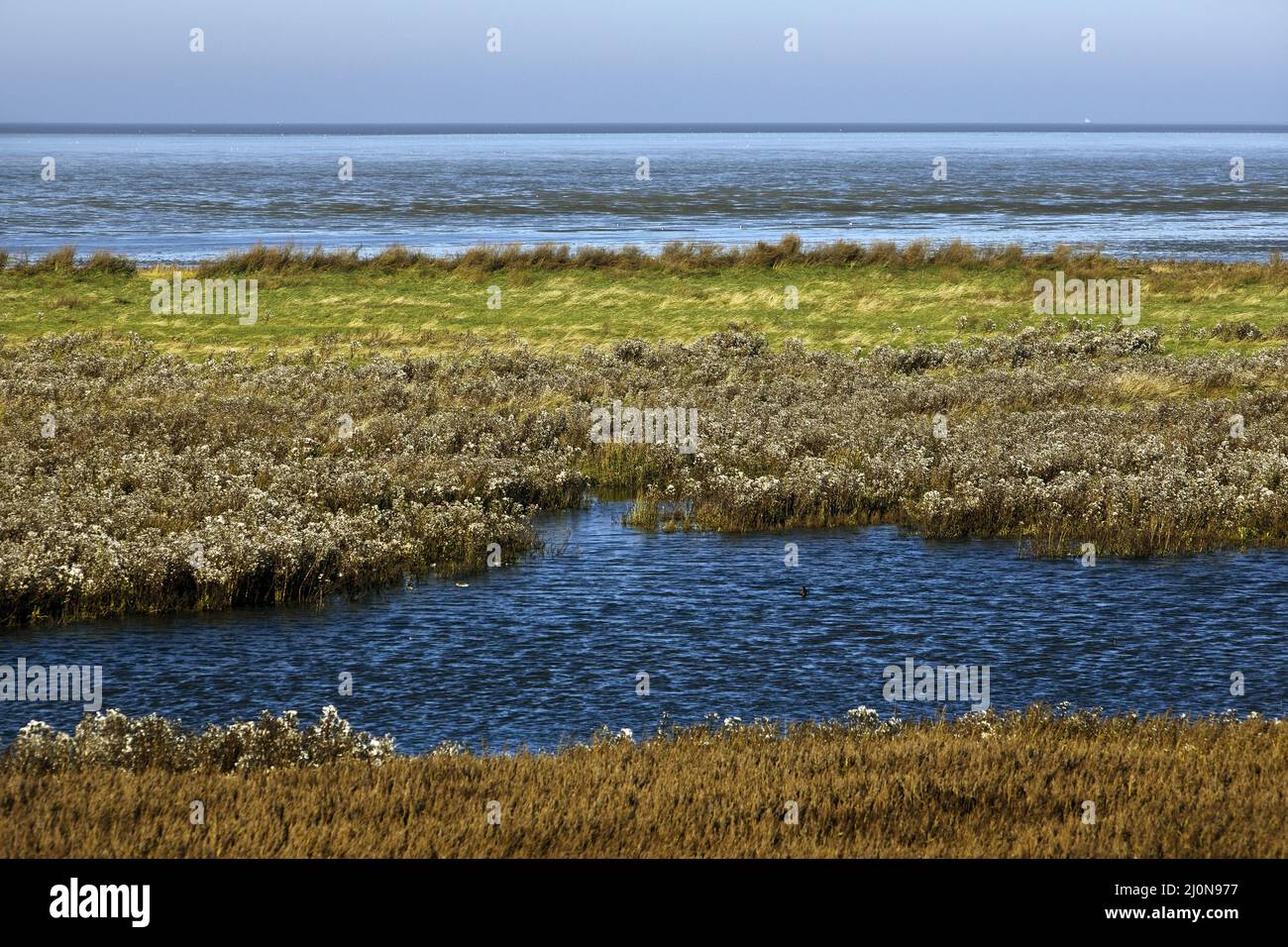 Salzwiesen und Nordsee, Pilsum, Krummhoern, Ostfriesland, Niedersachsen, Deutschland, Europa Stockfoto