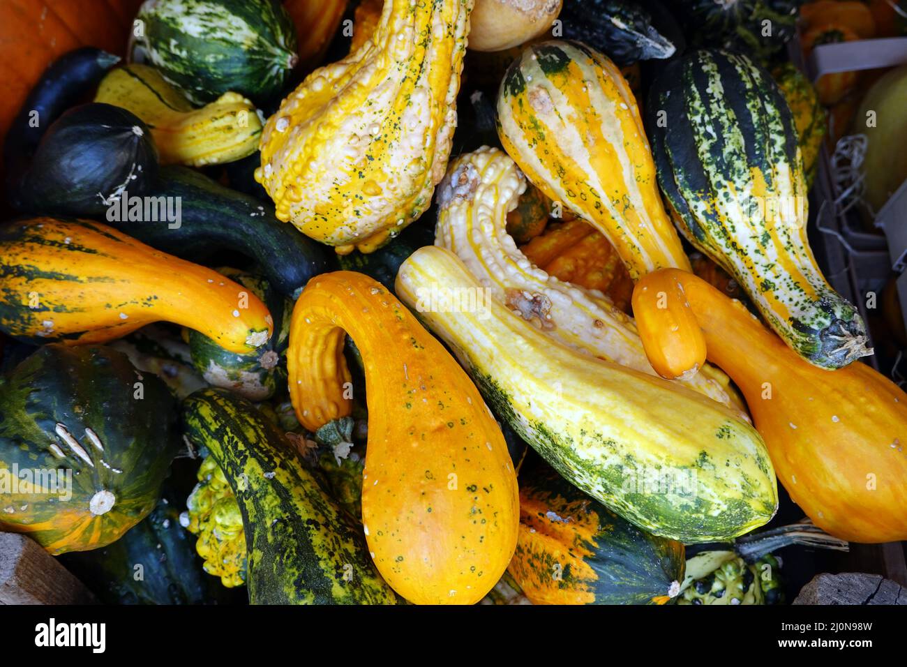 Bilder essbare Kürbisse: Ein Malbuch voller Spaß und Herbstzauber!