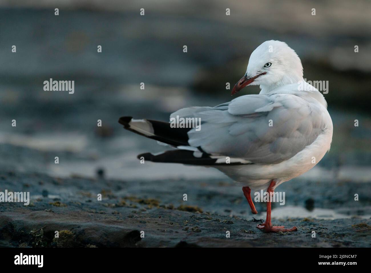 Verletzte Möwe mit einem Fuß amputiert stehend auf dem Felsen Stockfoto