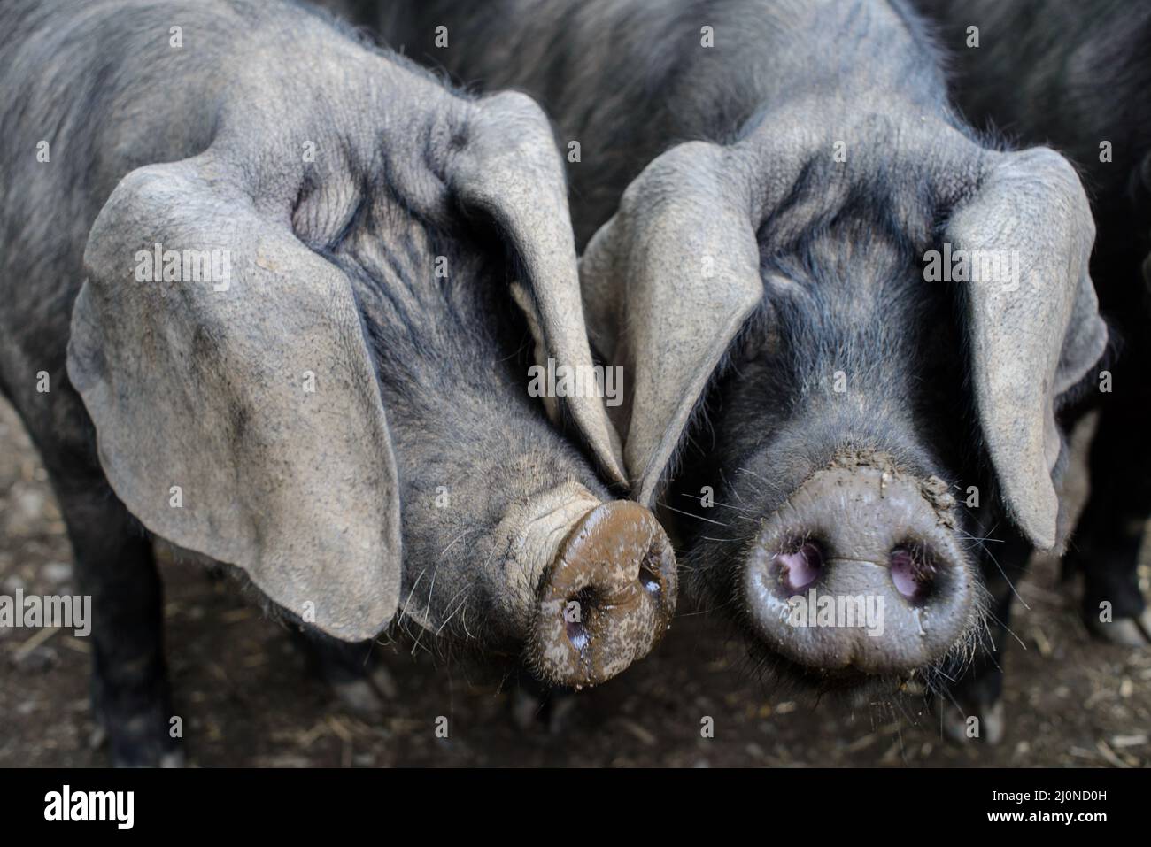 Großbritannien, England, West Country, Devonshire. Große schwarze britische seltene Rasse Schwein mit lop Ohren. Das einzige schwarze Schwein Großbritanniens. Stockfoto