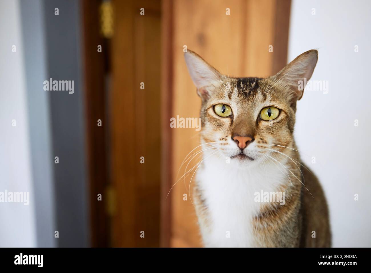 Hungrige Hauskatze wartet geduldig vor der Tür des Hauses und schaut auf die Kamera. Themen häusliches Leben mit Haustieren Stockfoto
