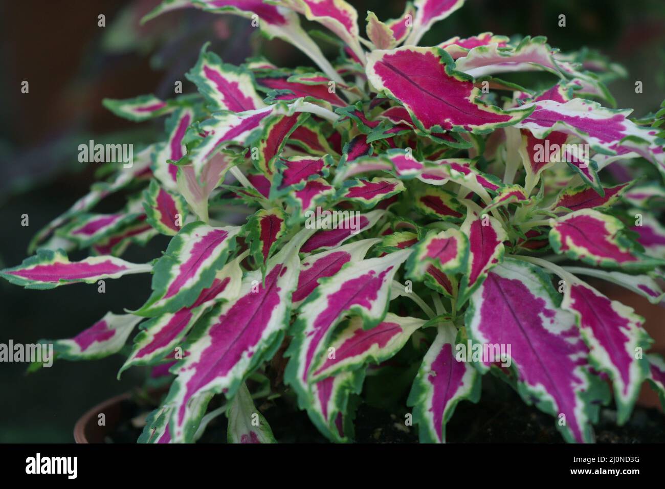 Blätter von Coleus Hybriden Pflanzen Stockfoto