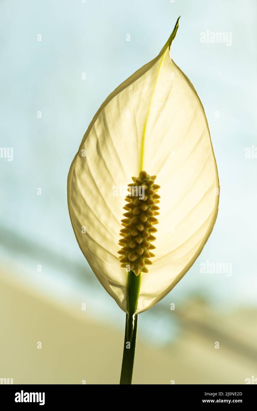 Nahaufnahme einer Calla palustris-Blüte in heller Hintergrundbeleuchtung Stockfoto