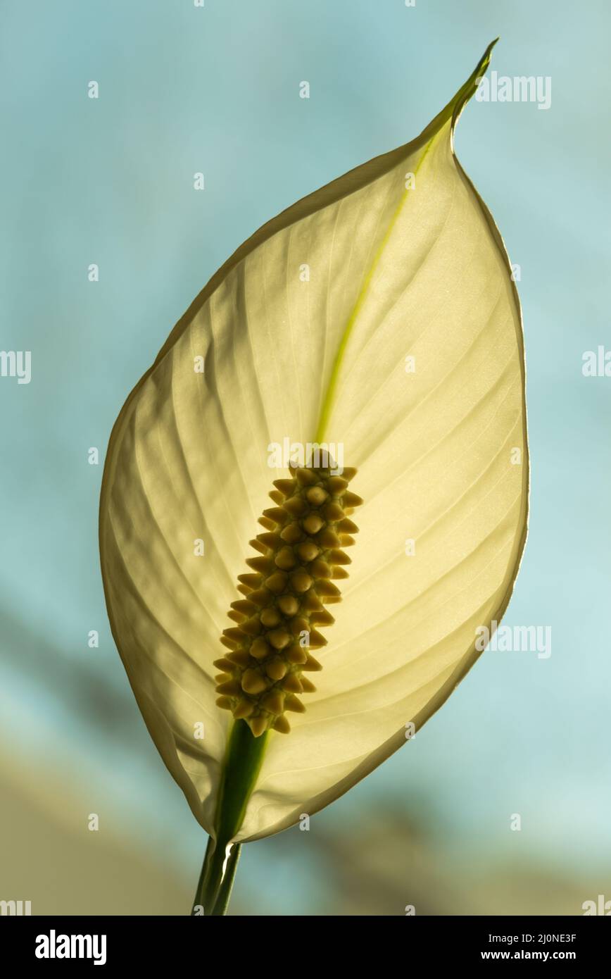 Nahaufnahme einer Calla palustris-Blüte in heller Hintergrundbeleuchtung Stockfoto