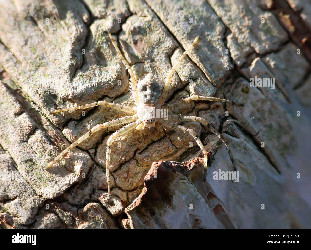 Eine gut getarnte Spinne auf der Rinde einer Birke. Sieht aus wie eine Krabbenspinne. Stockfoto