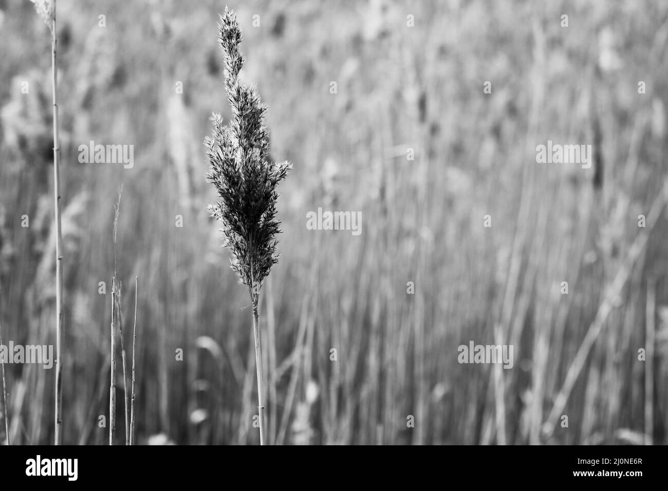 Auf den Feldern wachsen Weizengras und Schilf. Stockfoto