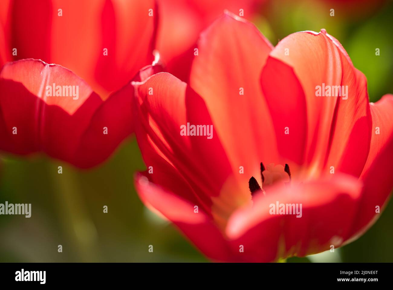 Nahaufnahme eines Straußes roter Tulpen in hellem Sonnenlicht auf einem Tisch Stockfoto