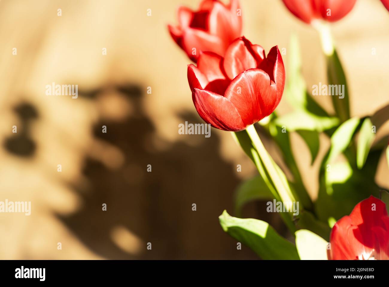 Nahaufnahme eines Straußes roter Tulpen in hellem Sonnenlicht auf einem Tisch Stockfoto