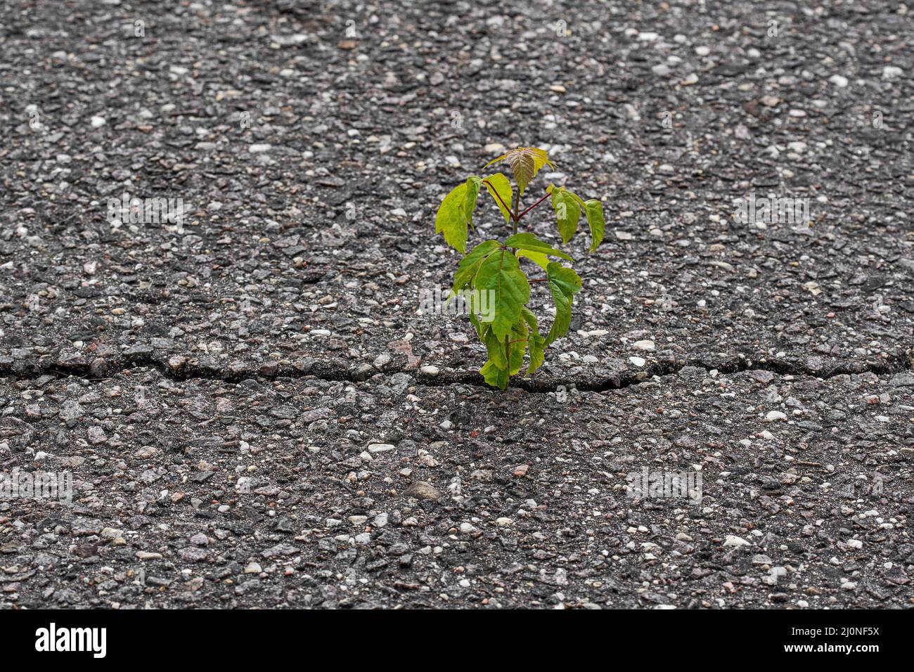 Junger Baum wächst in einem geknackten Asphalt Stockfoto