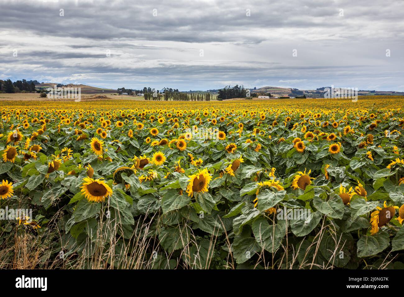 Ein Feld voller Sonnenblumen (Helianthus annuus) in Neuseeland Stockfoto