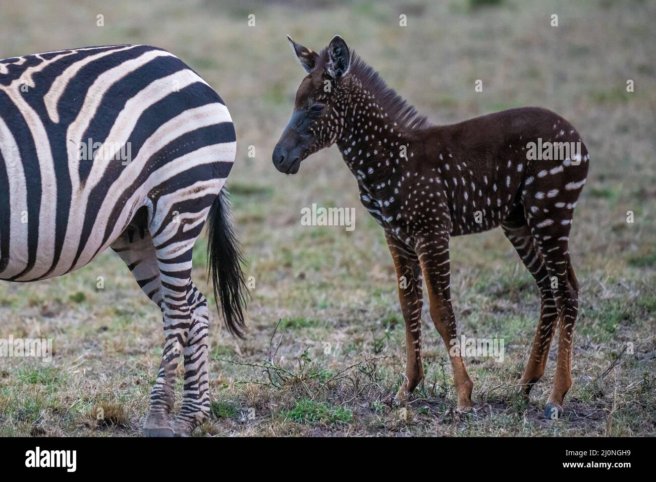 Dieses einzigartige Zebra-Fohlen tauschte Streifen gegen Flecken aus und wurde mit einem seltenen Zustand namens Pseudomelanismus geboren, der sein Fellbild beeinflusst. Stockfoto