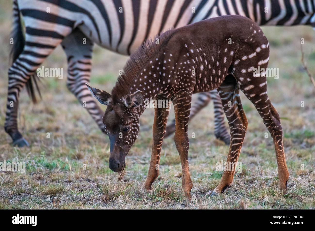 Dieses einzigartige Zebra-Fohlen tauschte Streifen gegen Flecken aus und wurde mit einem seltenen Zustand namens Pseudomelanismus geboren, der sein Fellbild beeinflusst. Stockfoto